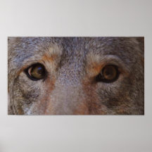 Coyote Eyes Print
