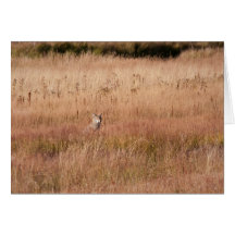 Coyote Greeting Card