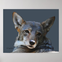 Coyote Grey Posters