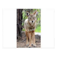 coyote in griffith park 003 post cards