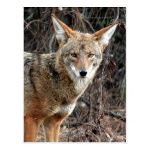 coyote in griffith park 005 post cards