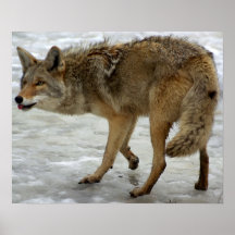 Coyote in the Snow Posters