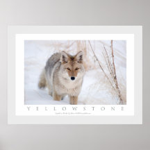 Coyote in Winter Print