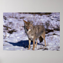 Coyote on snow posters