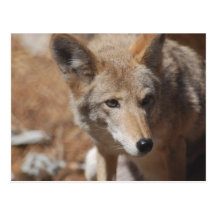 Coyote Postcard