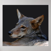 Coyote Print