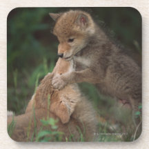 Coyote Puppies Wrestling (Canis Latrans) Beverage Coaster