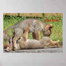 Coyote Pups Photograph Print