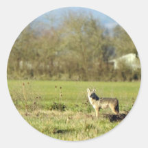 Coyote Round Sticker