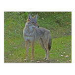 Coyote (side view) postcard