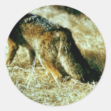 Coyote Sticker