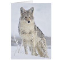 Coyote - Wildlife Photography by Steven Holt Greeting Cards