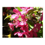 Crab Apple Blossom Postcards