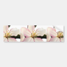 Crabapple Blossom Bumper Stickers