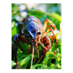 Crawfish Crawdads Crayfish Post Card