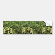 Crayfish- close-up underwater bumper stickers