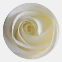 Creamy White Rose Stickers