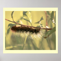 Creeping Beauty Poster