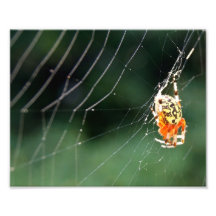 Creepy Spider 10 x 8 Photographic Print