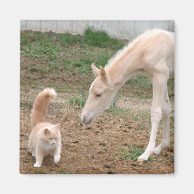 Cremello Companions Fridge Magnet