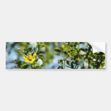 Creosote Bush In The Desert Bumper Stickers