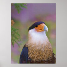 Crested Caracara Poster or Print