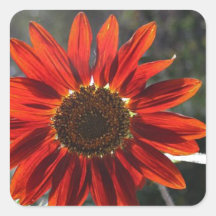 Crimson Sunflower Square Stickers