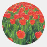 Crimson tulips flowers round sticker