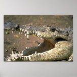 Crocodile Posters