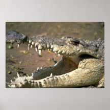 Crocodile Posters