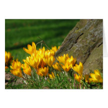 Crocus Card