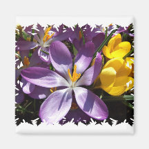 Crocus Colours Square Magnet