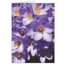 Crocus, Early Spring, Cards