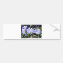 Crocus Flowers Bumper Sticker