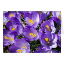 Crocus Note Card