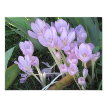 Crocus Photo
