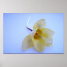 Crocus Print
