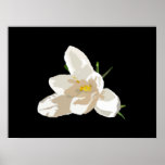Crocus Poster