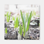 Crocus Sprouts In The Spring Garden Fridge Magnets