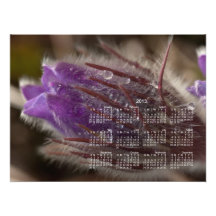 Crocus with Water Beads; 2013 Calendar Art Photo