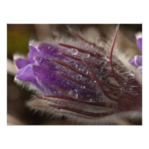Crocus with Water Beads Photo Print