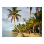 Crooked Palm Post Cards
