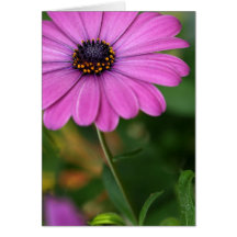Crown of Stars Greeting Cards