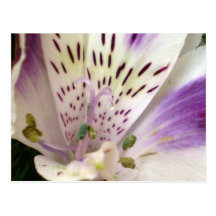 Crystal Dew Postcard