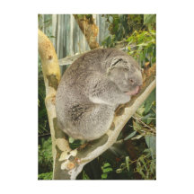 Cuddly Nap Time Canvas Prints