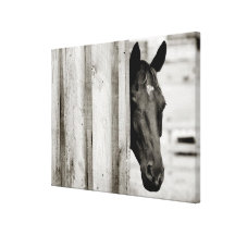 Curious Black Horse Gallery Wrapped Canvas