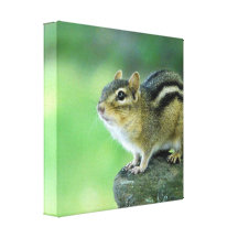 Curious Chipmunk  Canvas Print