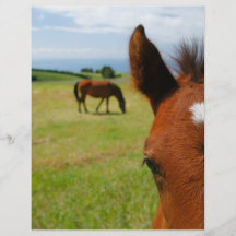 Curious colt flyer