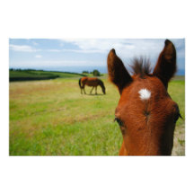 Curious colt photo art