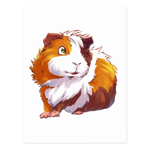 Curious Guinea Pig Postcard